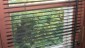 Cortinas6